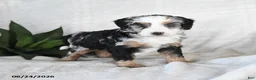 Bernedoodle dogs for sale: Stella - Ad 4