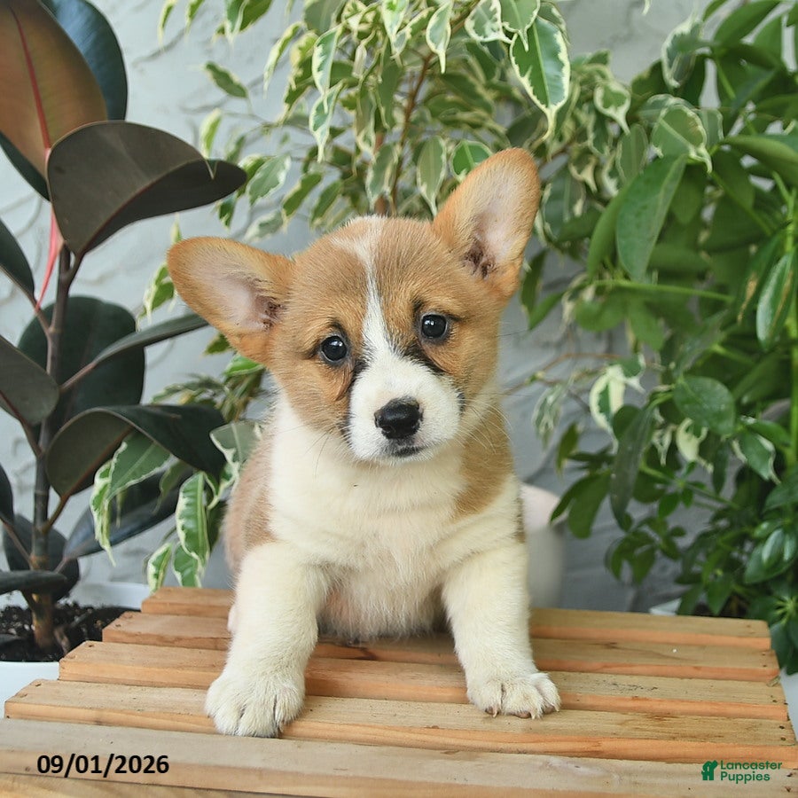 Welsh Corgi Pembroke dogs Heidi  - Ad 2