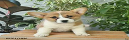 Welsh Corgi Pembroke dogs for sale: Heidi  - Ad 2