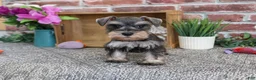 Miniature Schnauzer dogs for sale: Summer - Ad 2