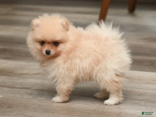 Pomeranian dogs - Ad 20