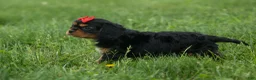 Cavalier King Charles Spaniel dogs for sale: Romeo 🐶 - Ad 14