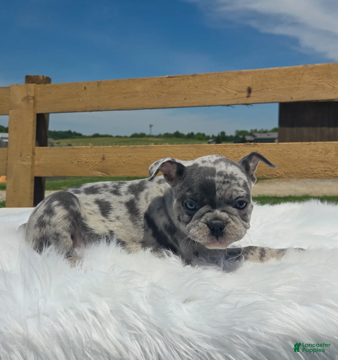 Mixed Breed dogs for sale: Percy - Ad 1