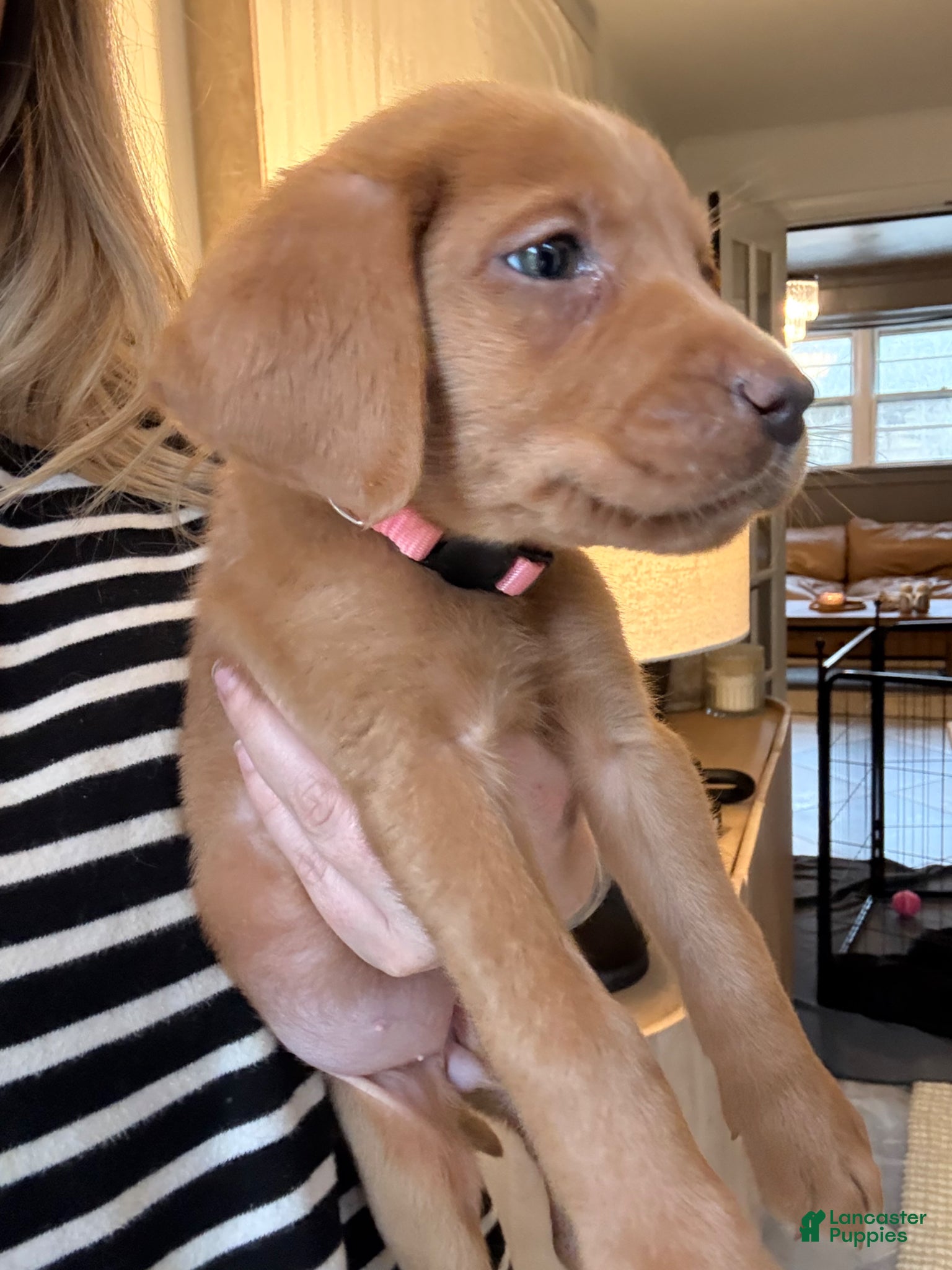 Labrador Retriever dogs Pink Collar Female - Ad 2