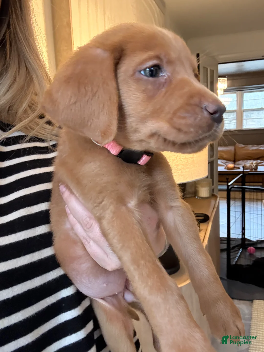 Labrador Retriever dogs for sale: Pink Collar Female - Ad 2