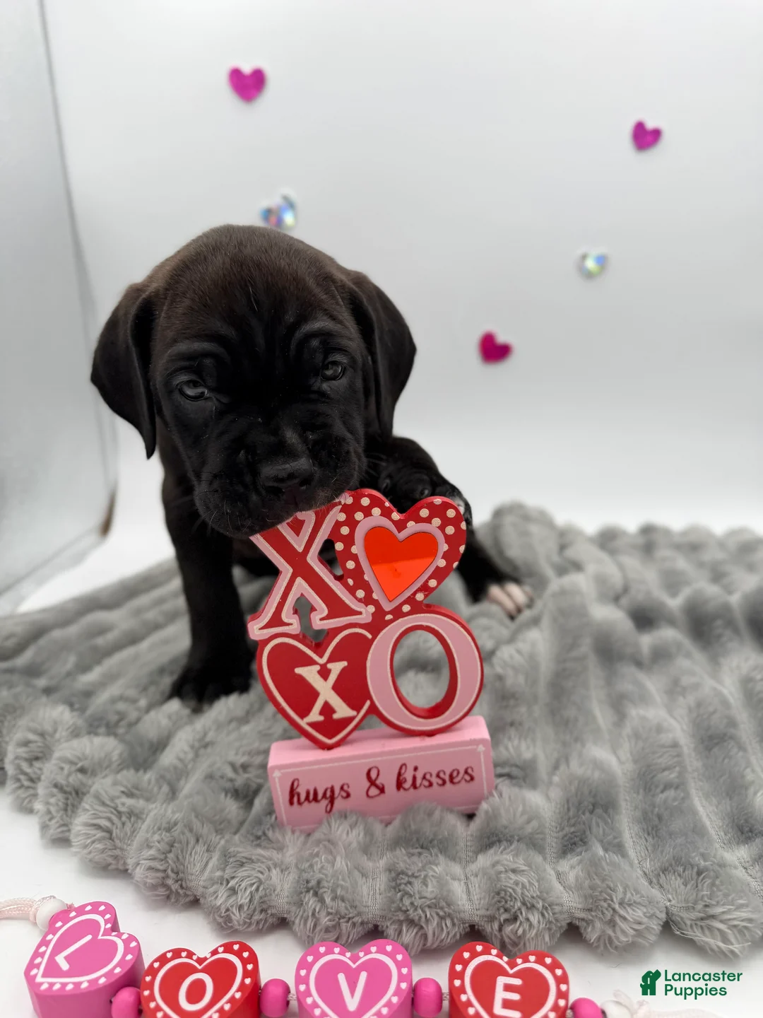 Cane Corso dogs for sale: Cane Corso Puppy 10 - Ad 6