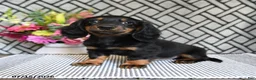 Miniature Dachshund dogs for sale: Cocoa - Ad 3