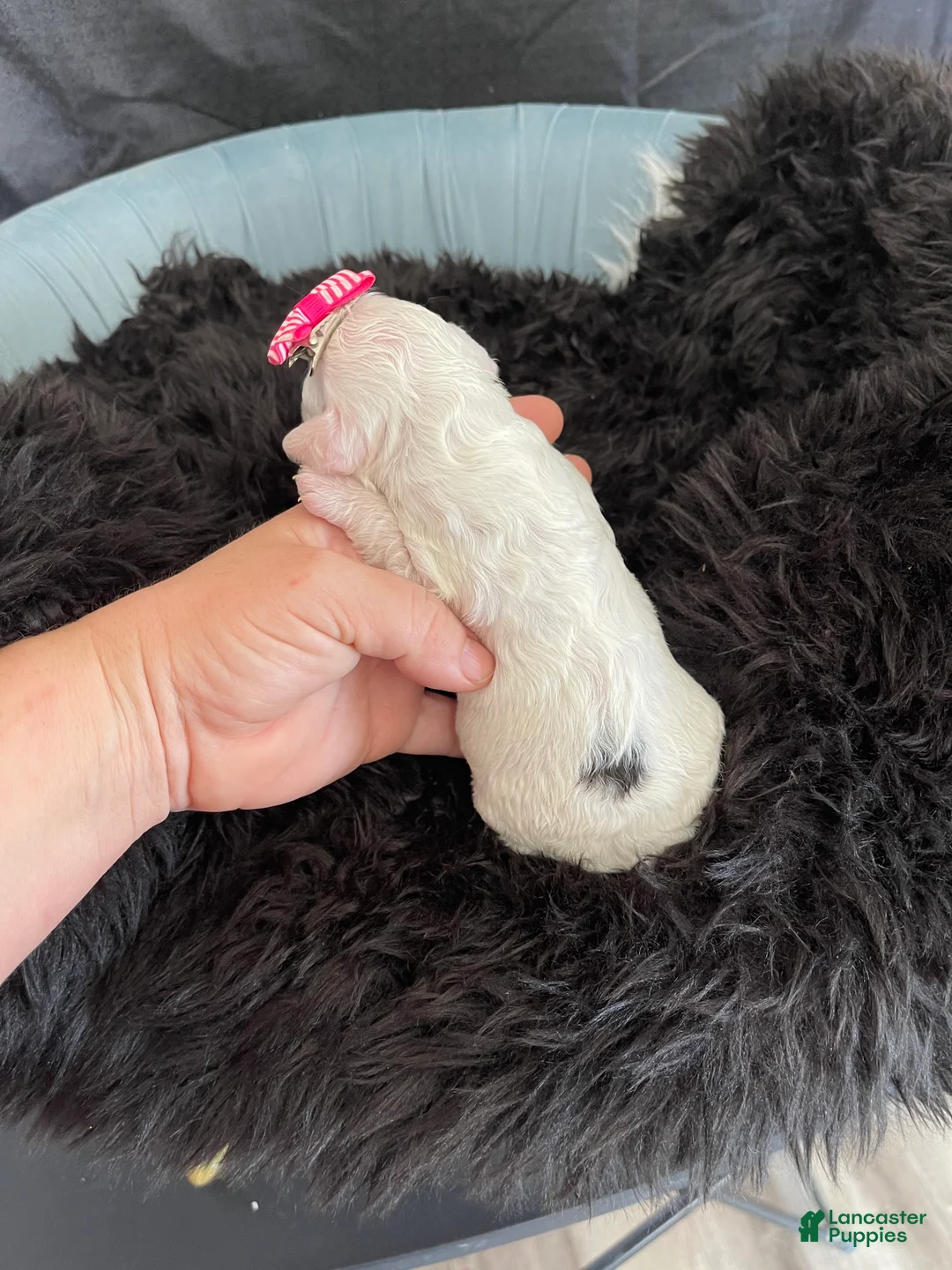 Miniature Poodle dogs for sale: Akc Clear 🧬 Tested Poodle Girl - Ad 7