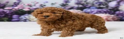 Miniature Poodle dogs for sale: Benly - Ad 5