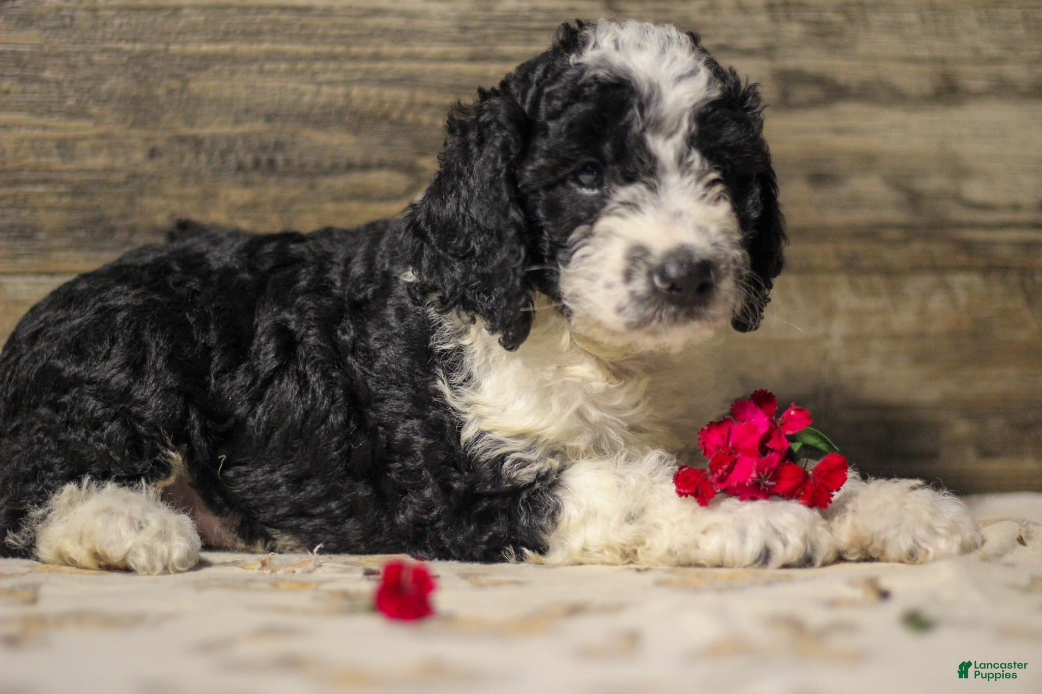Mixed Breed dogs Mikey - Ad 2