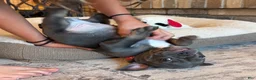 French Bulldog dogs for sale: Birdie  - Ad 3