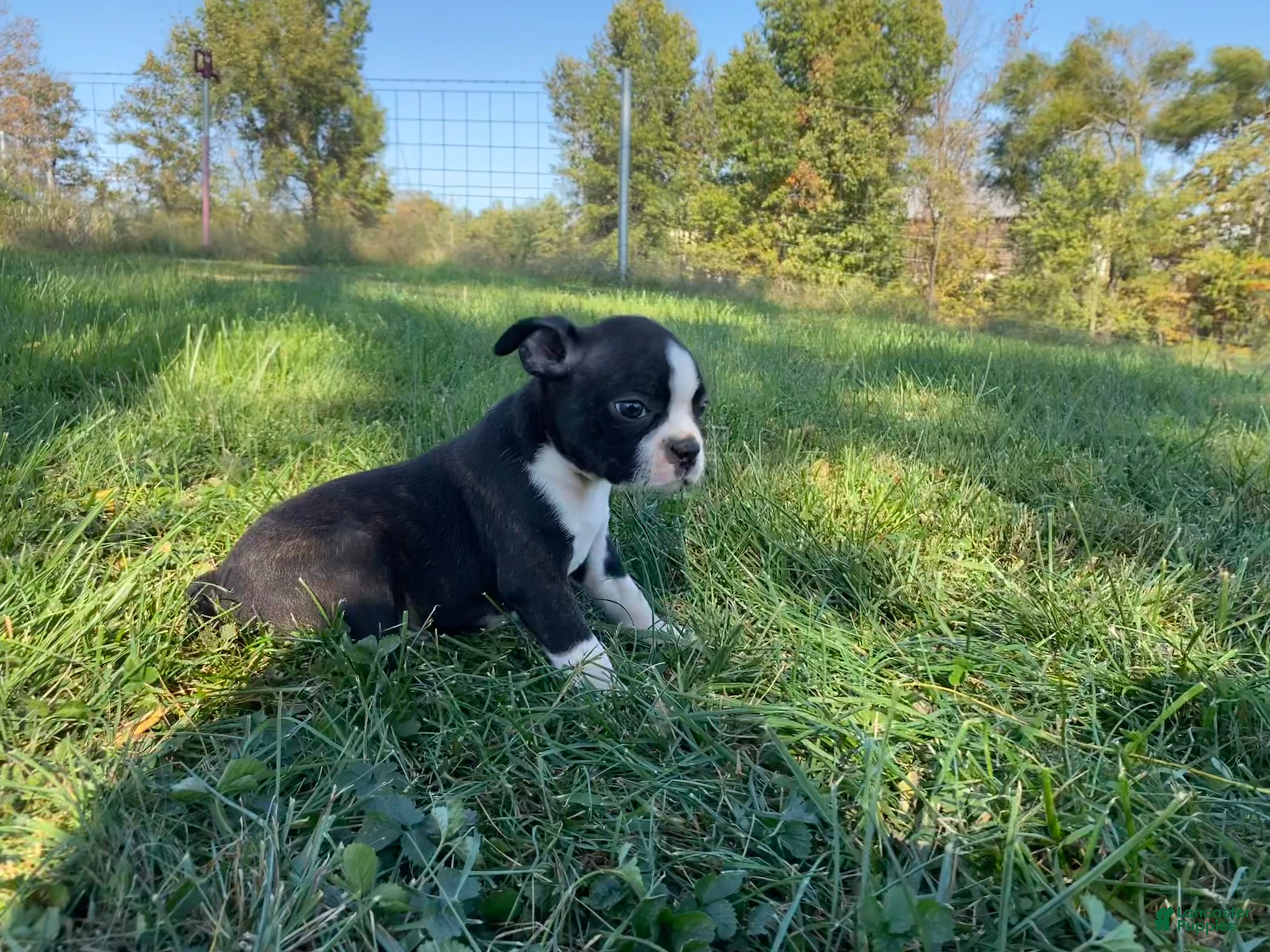 Boston Terrier dogs Boss - Ad 1