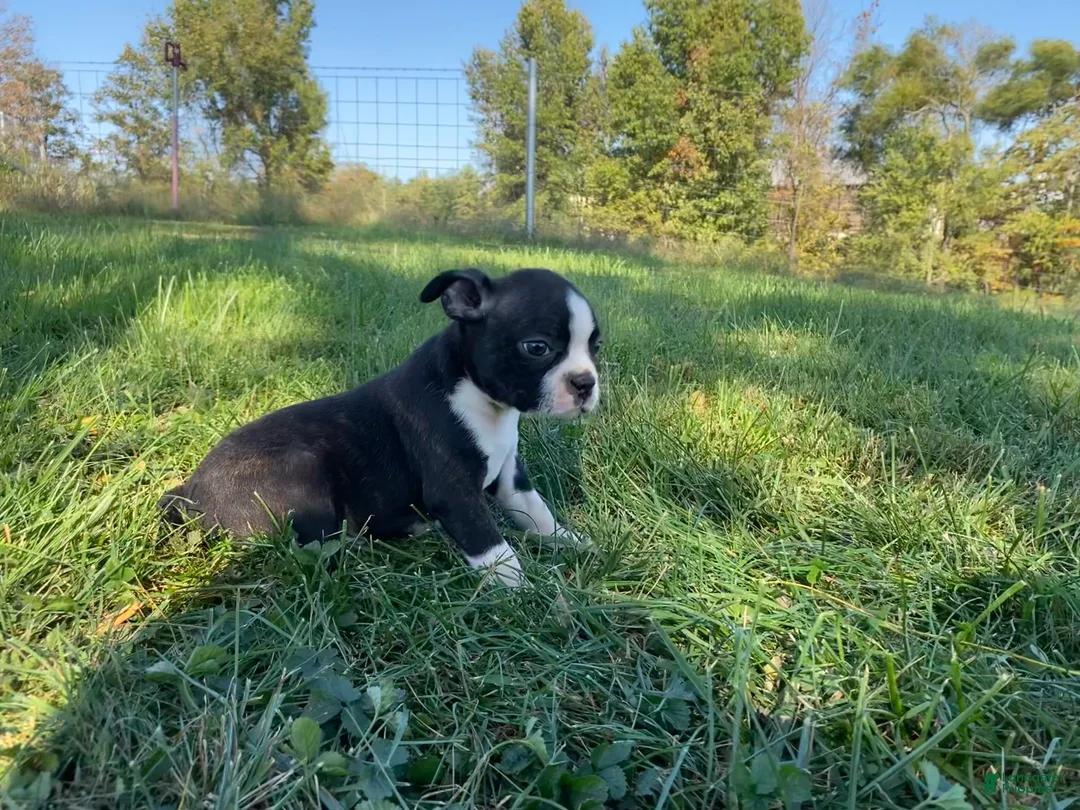 Boston Terrier dogs for sale: Boss - Ad 1