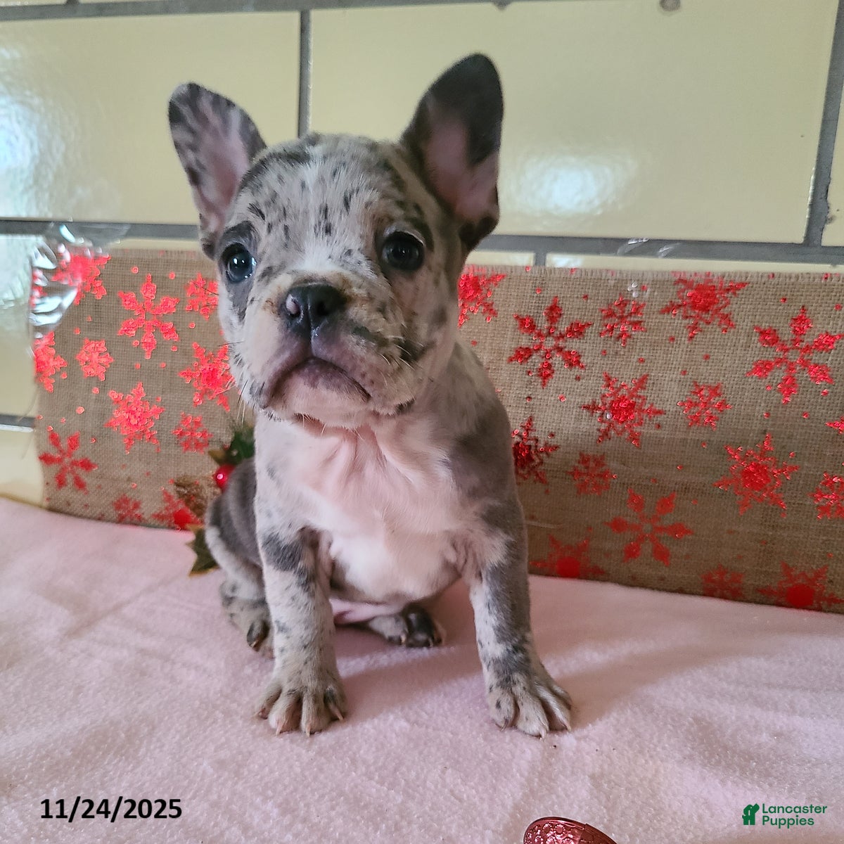 Frenchton dogs Freckles - Ad 9