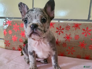 Frenchton dogs Freckles - Ad 1