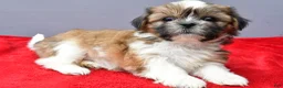 Shih Tzu dogs for sale: Sara - Ad 5