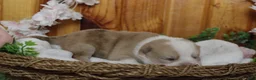 Pomsky dogs for sale: Merrick  - Ad 5