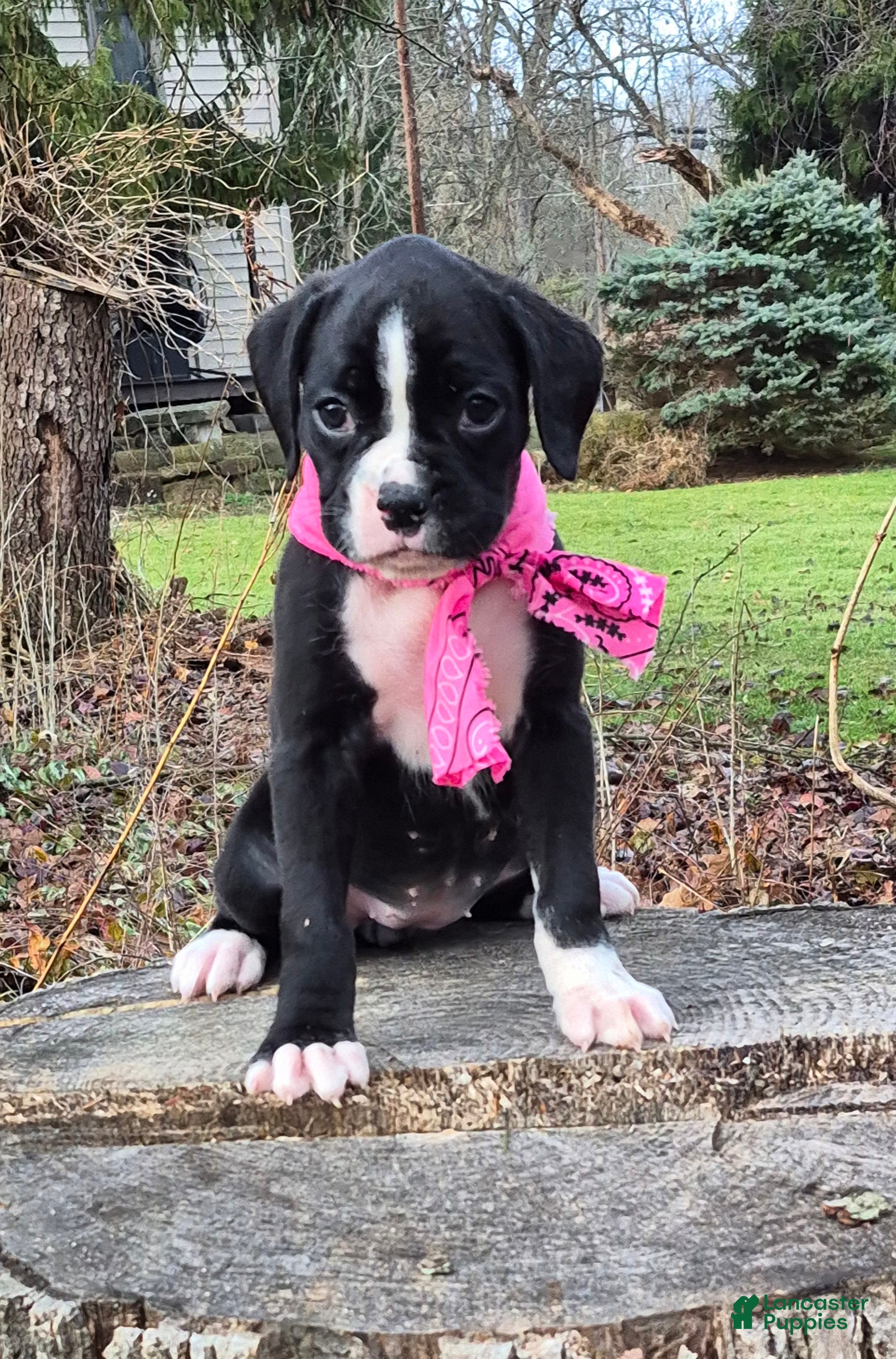 Boxer dogs Maggie - Ad 41