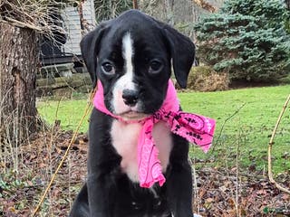 Boxer dogs Maggie - Ad 41