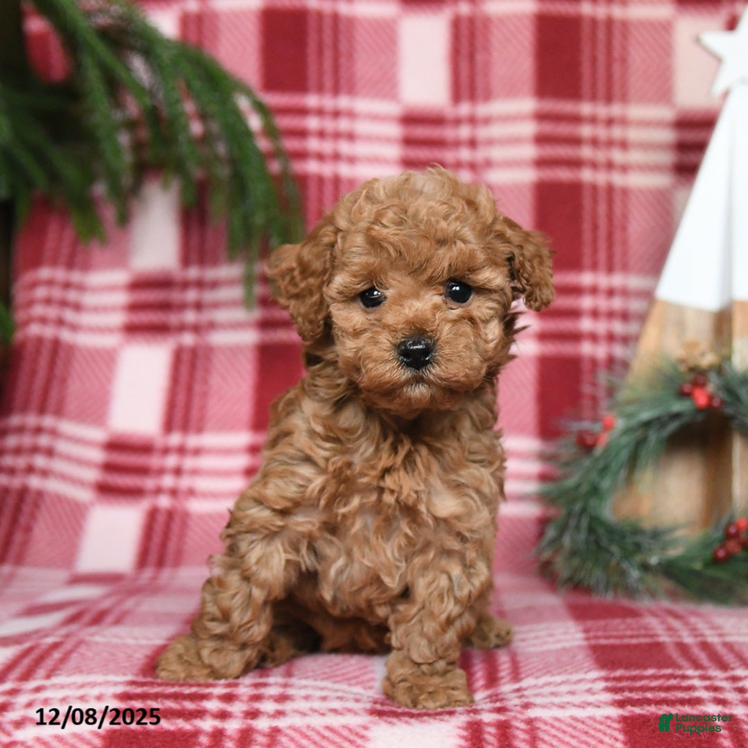 Toy Poodle dogs for sale: Gumdrop - Ad 2