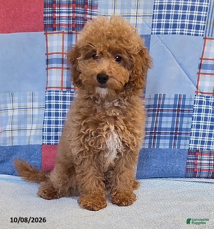 Tiffany (Doodle / designer cross, Female) in East Earl, PA
