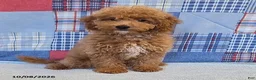 Mini Goldendoodle dogs for sale: Tiffany - Ad 1
