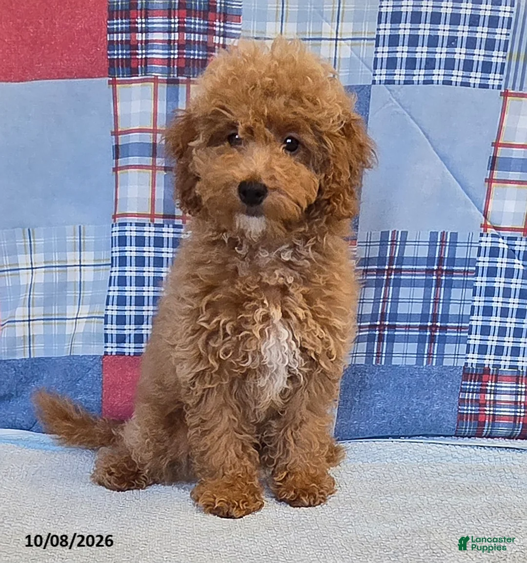 Mini Goldendoodle dogs for sale: Tiffany - Ad 1