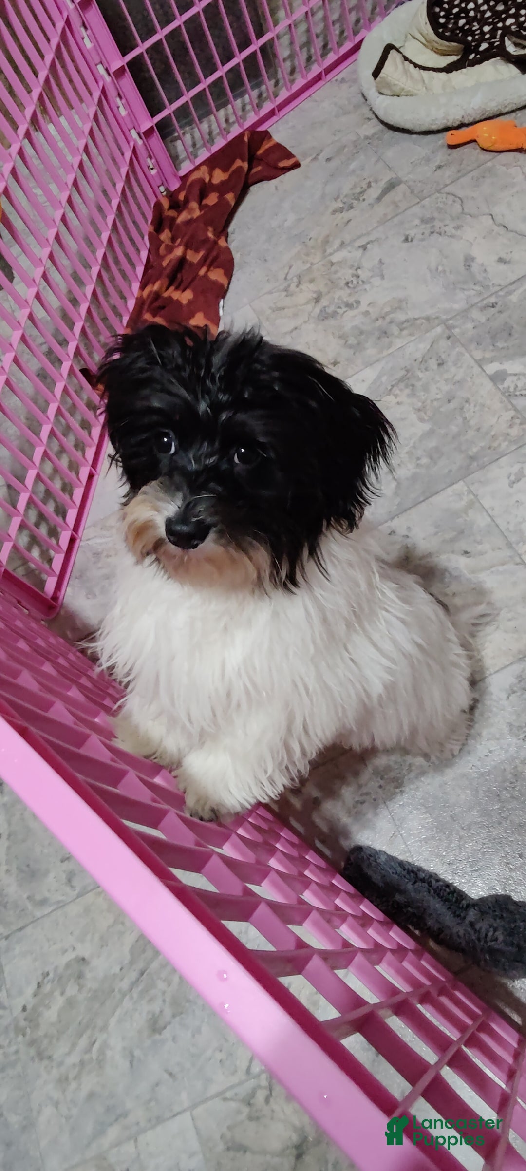 Havanese dogs for sale: Chance  - Ad 4