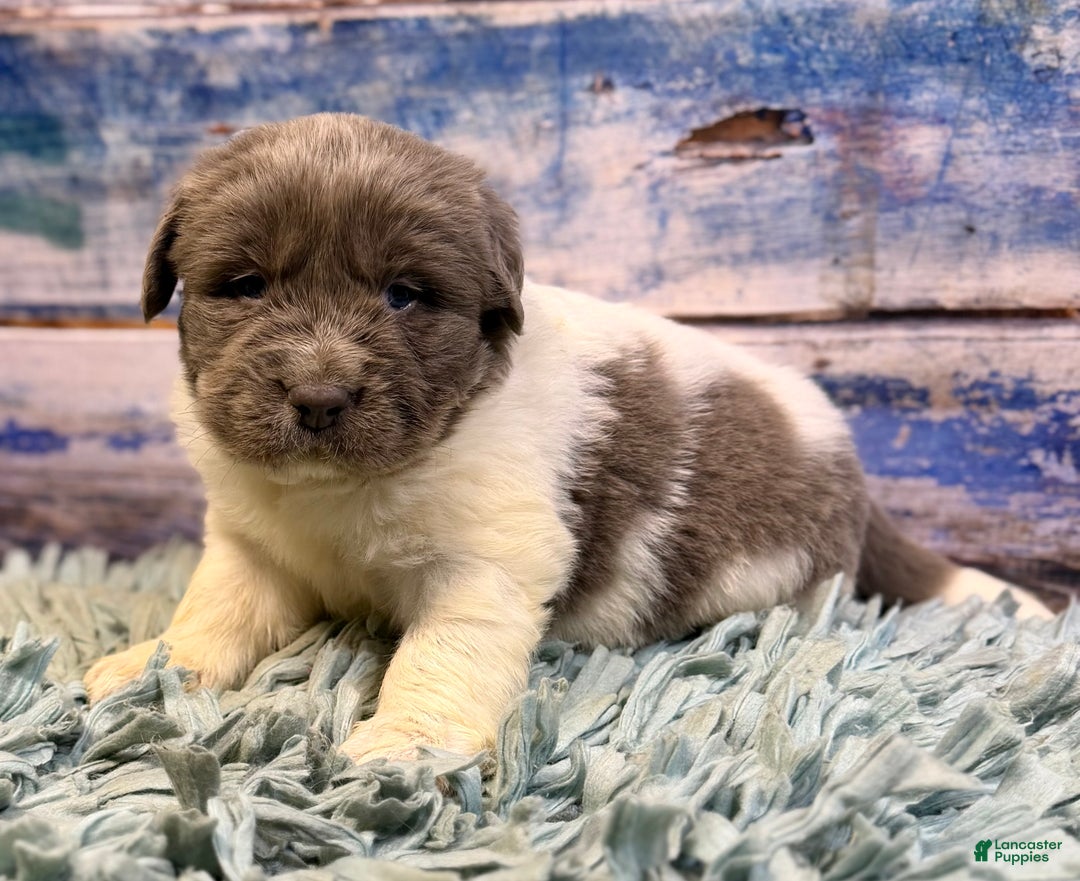 Mixed Breed dogs for sale: Storm OFA DNA  - Ad 9