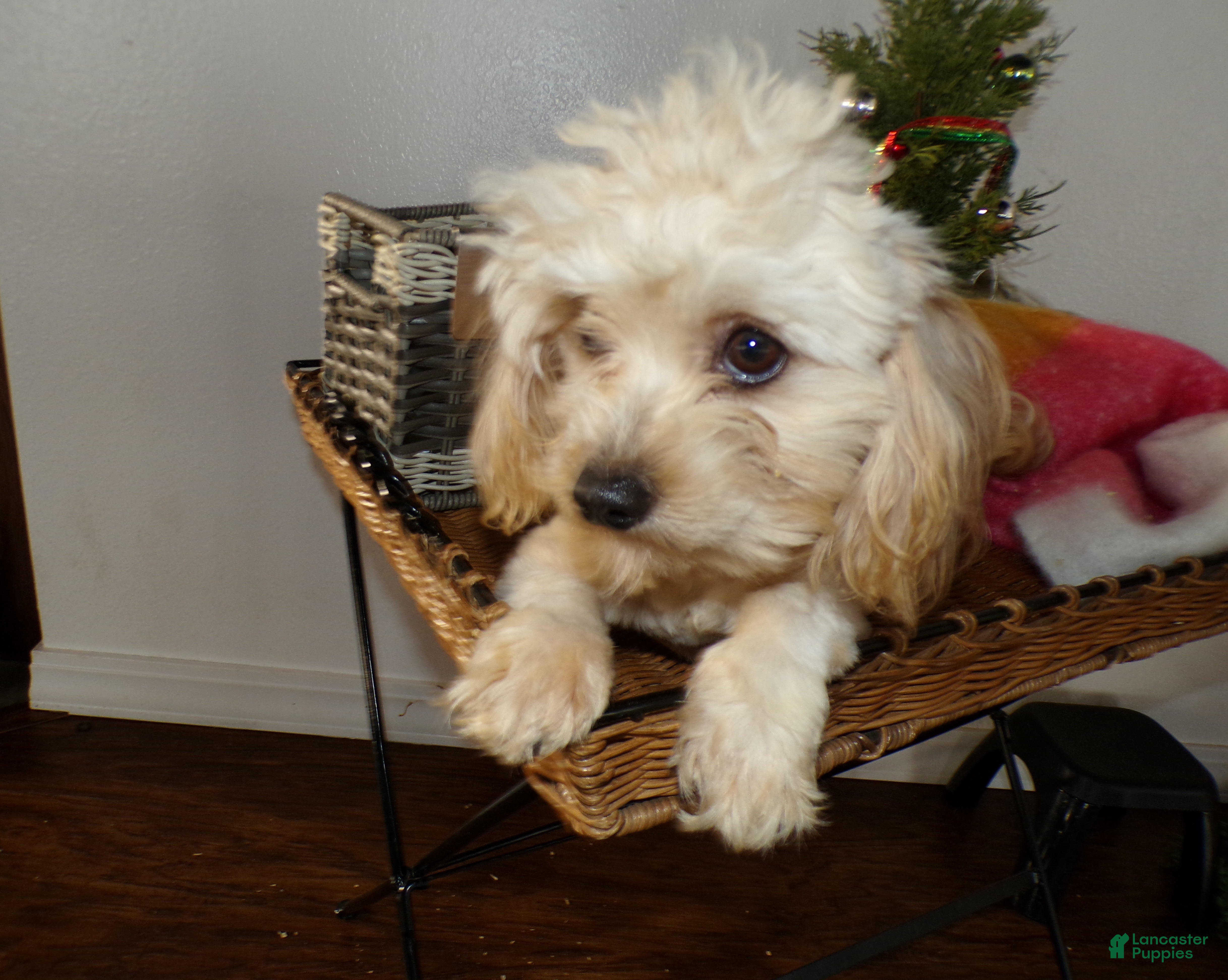 Shihpoo dogs Shihpoo Puppy 2 Oliver - Ad 27