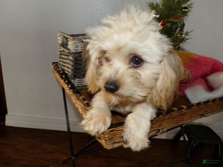 Shihpoo dogs Shihpoo Puppy 2 Oliver - Ad 20