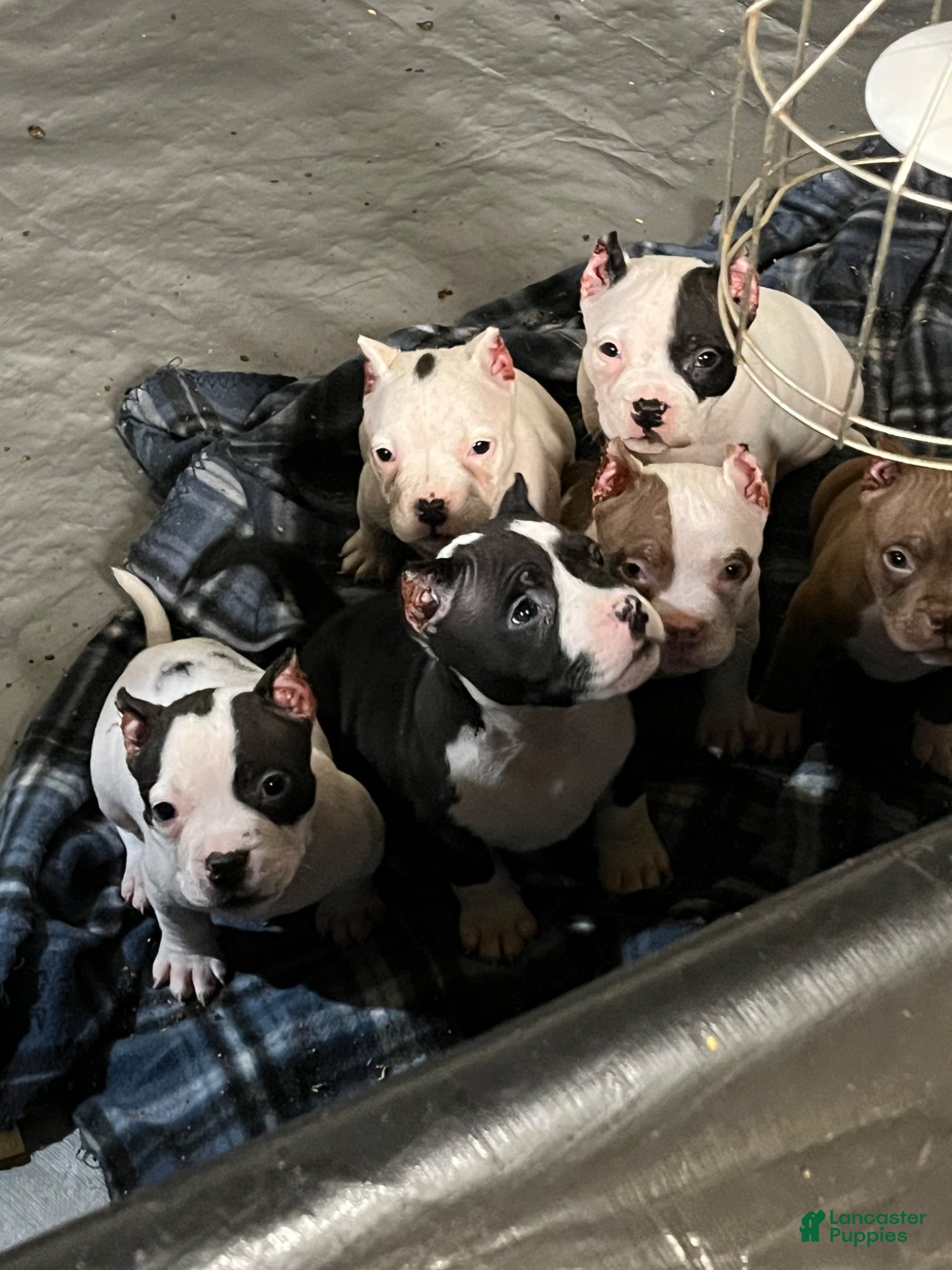 American Bully dogs American Bully Puppy 1 - Ad 1
