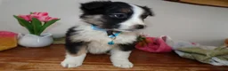 Mini Aussiedoodle dogs for sale: Mini Aussiedoodle Puppy 4 Joline - Ad 2