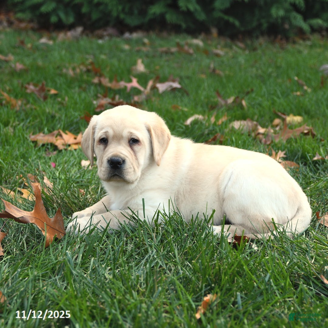 Labrador Retriever dogs for sale: Harper - Ad 3