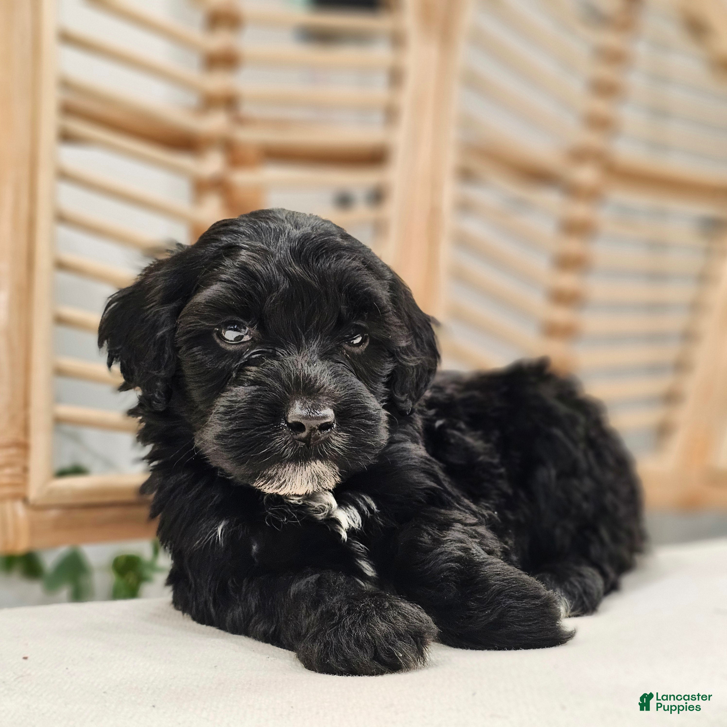 Portuguese Water Dog dogs Kaizer B. ❤️ - Ad 1