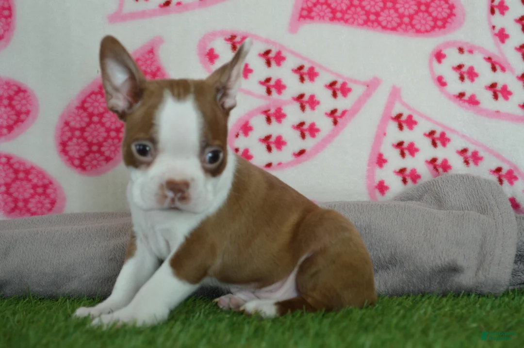Boston Terrier dogs for sale: Tommy - Ad 4
