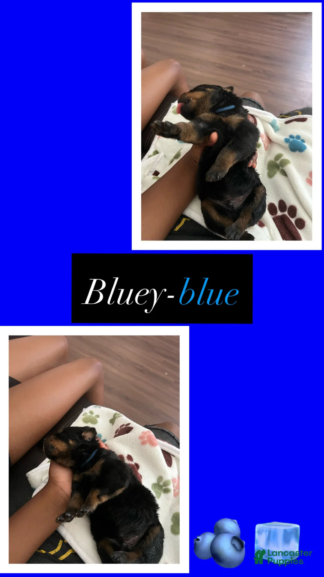 Rottweiler dogs for sale: Bluey - Ad 1