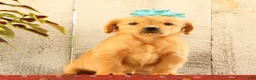 Golden Retriever dogs for sale: Natalie - Ad 1
