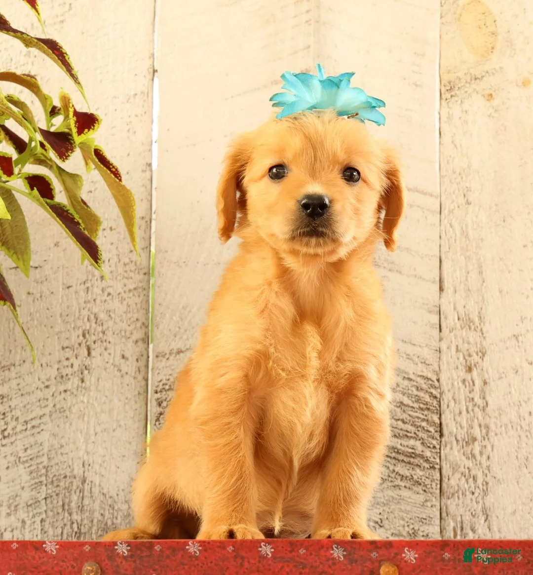 Golden Retriever dogs for sale: Natalie - Ad 1