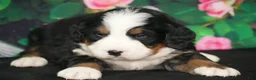 Bernese Mountain Dog dogs for sale: Bernese Mountain Dog Puppy 3 - Ad 2