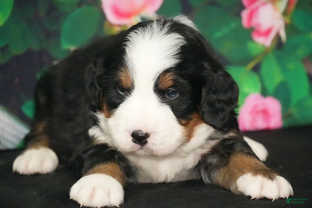 Bernese Mountain Dog dogs for sale: Bernese Mountain Dog Puppy 3 - Ad 2