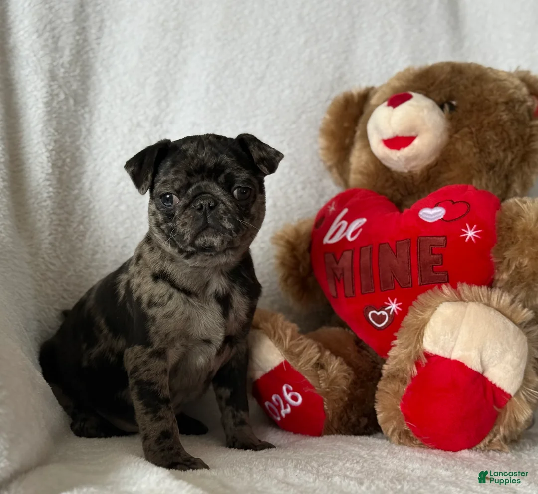 Pug dogs for sale: Pumpkin  - Ad 3