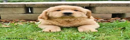 Labrador Retriever dogs for sale: Rosie - Ad 2