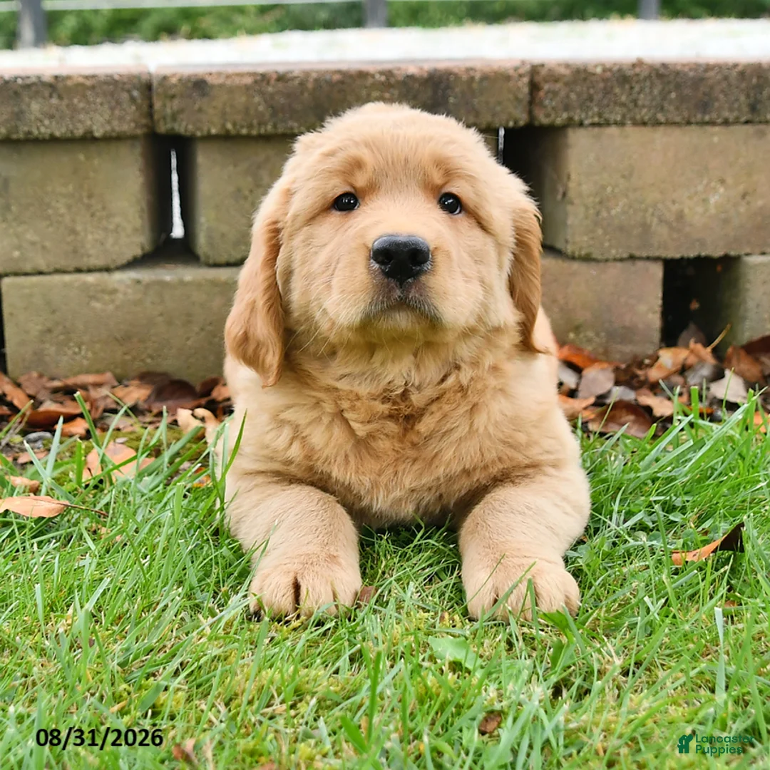 Labrador Retriever dogs for sale: Rosie - Ad 2