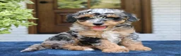 Bernedoodle dogs for sale: Ester  - Ad 4