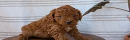 Cavapoo dogs for sale: Mason - Ad 5
