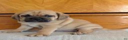 Puggle dogs for sale: Chuck  - Ad 11