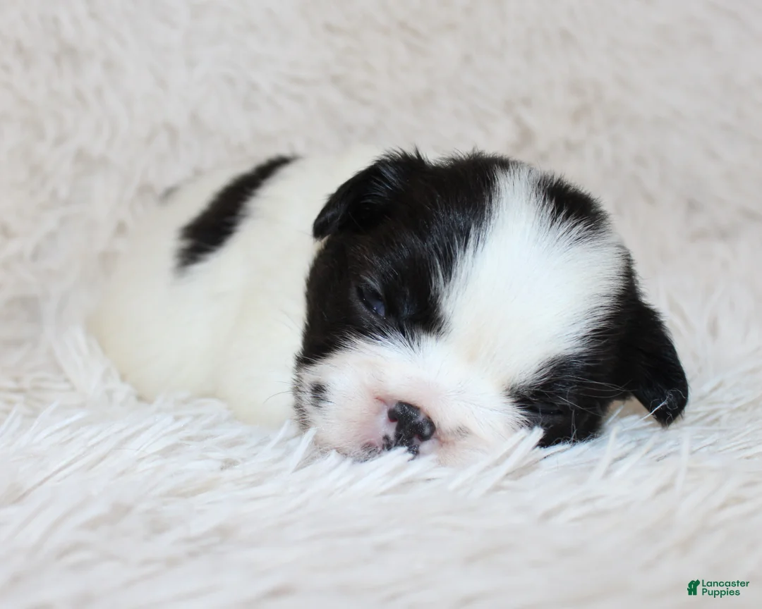 French Bulldog dogs for sale: Fluffy Lucy - Ad 8