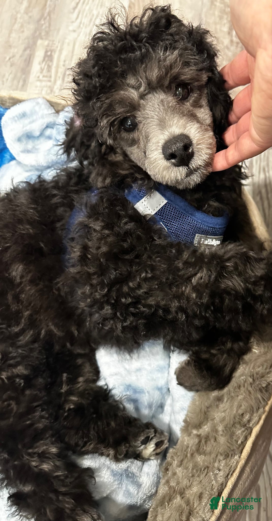 Toy Poodle dogs for sale: Toy Poodle Puppy 1 - Ad 6