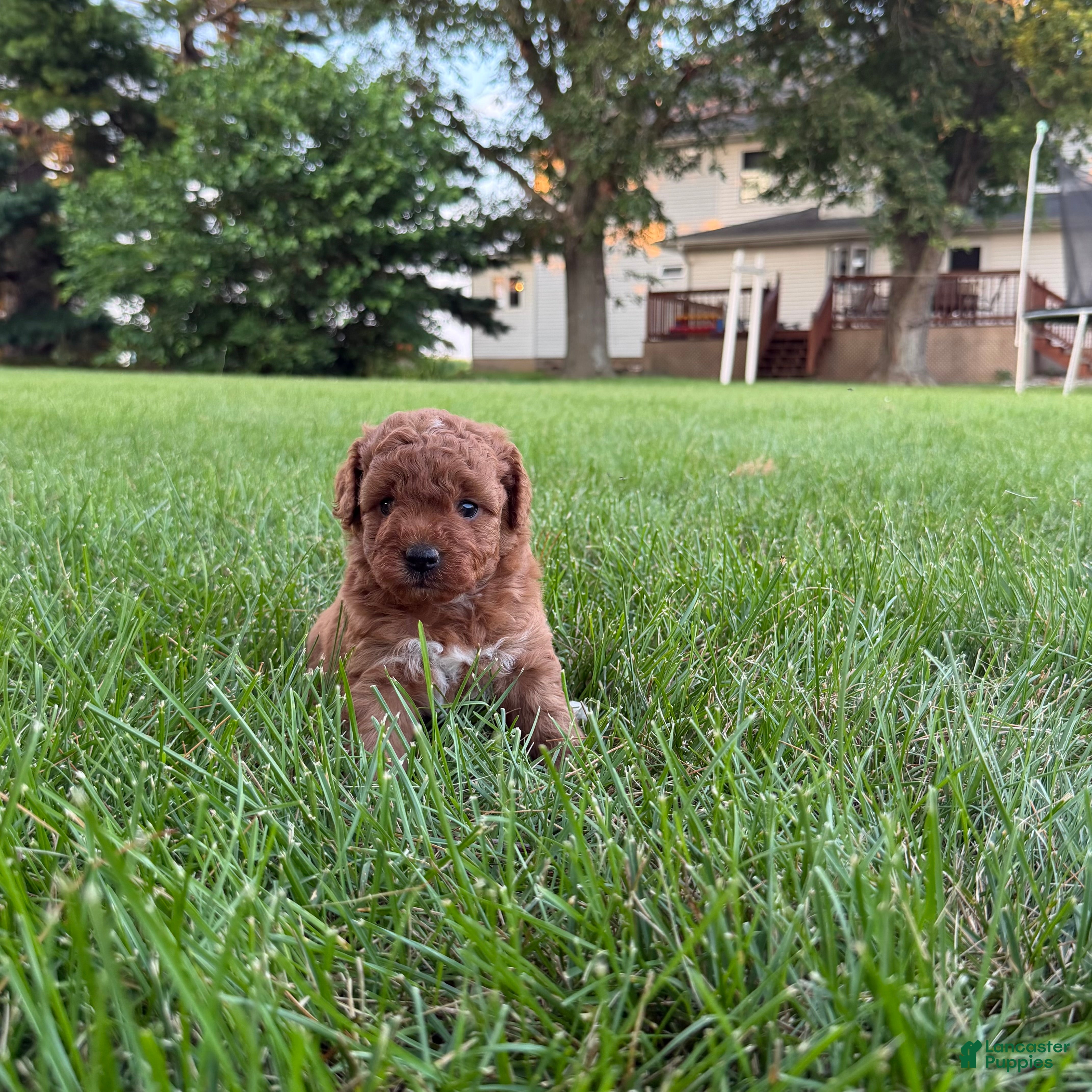 Mini Goldendoodle dogs Lollipop Mini Goldendoodle  - Ad 2